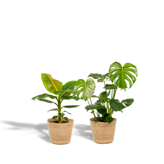 Monstera Deliciosa & Musa Dwarf Cavendish im Selin Korb Ø21cm