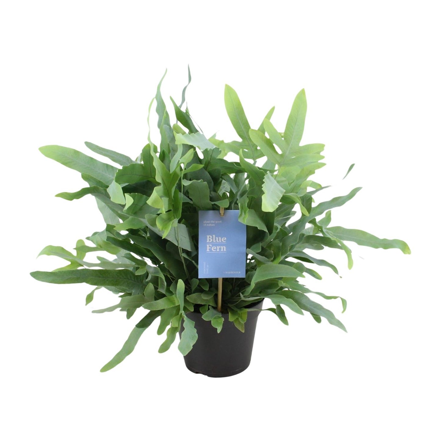 Phlebodium Blue Fern – Goldener Stummelfarn Ø14cm, 40cm hoch