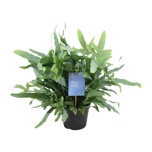 Phlebodium Blue Fern – Goldener Stummelfarn Ø14cm, 40cm hoch