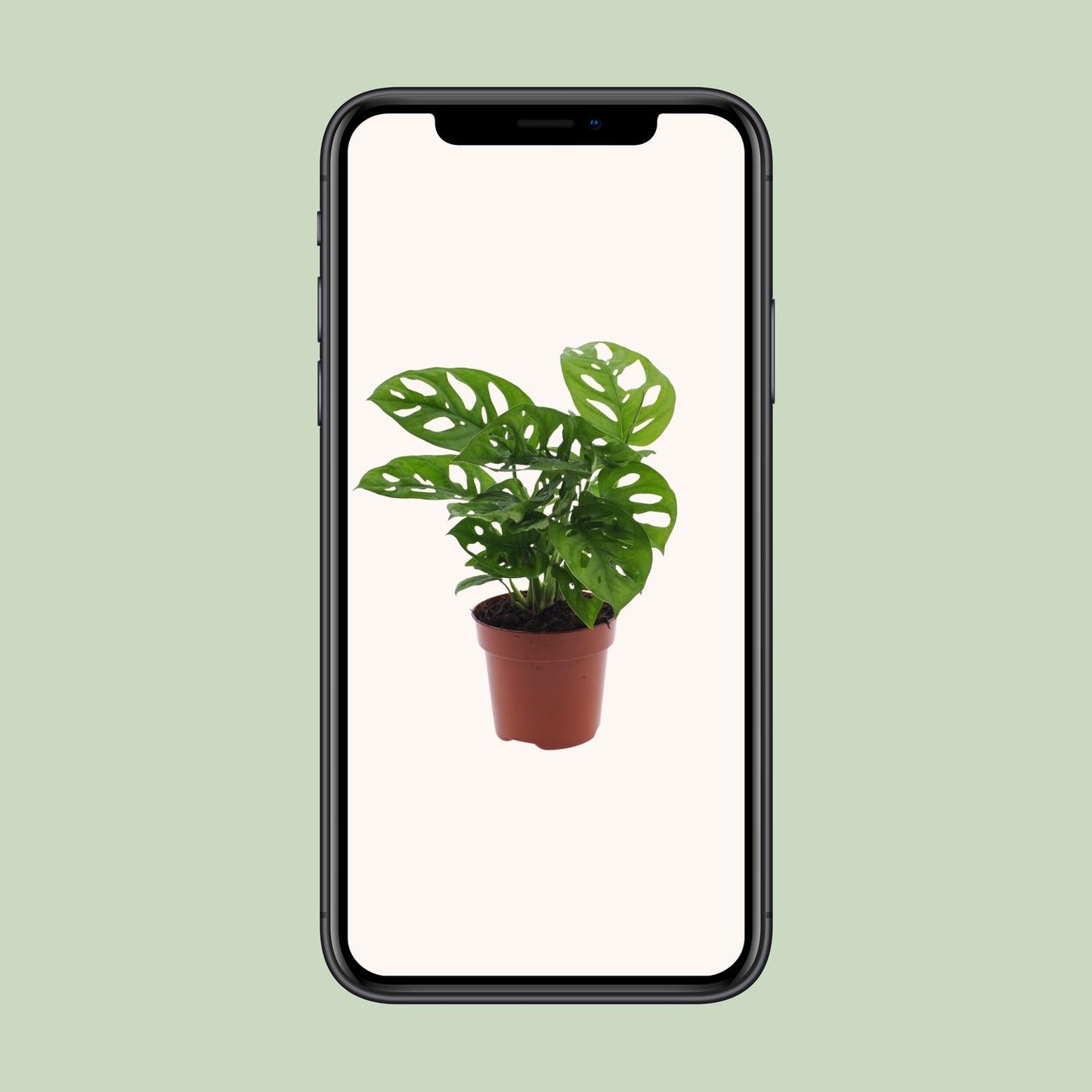Monstera Monkey Leaf – Pflegeleichte Zimmerpflanze Ø12cm