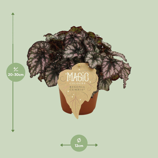 Begonia Rex Cumbia – Farbenfrohe, pflegeleichte Zimmerpflanze Ø12cm