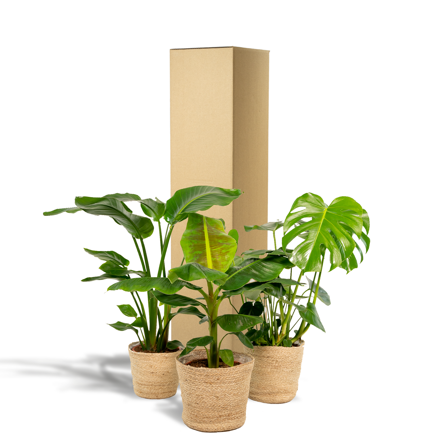 Zimmerpflanzen-Set: Monstera, Alocasia & Strelitzia im Korb