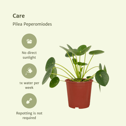 2x Pilea Peperomiodes – Pfannkuchenpflanze, 20 cm, ø12 cm