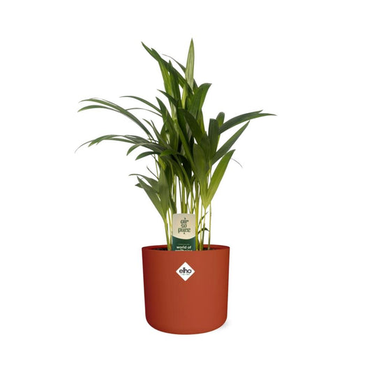 Dypsis Lutescens Bambuspalme 12 cm im ELHO b.for soft Topf