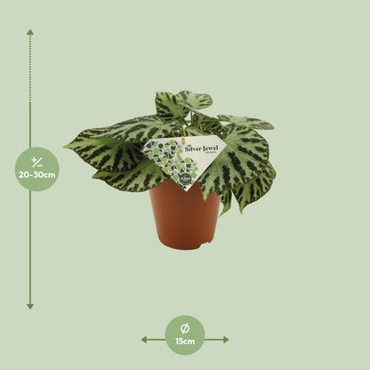 Begonia Silver Jewell – Pflegeleichte Zimmerpflanze Ø15 cm