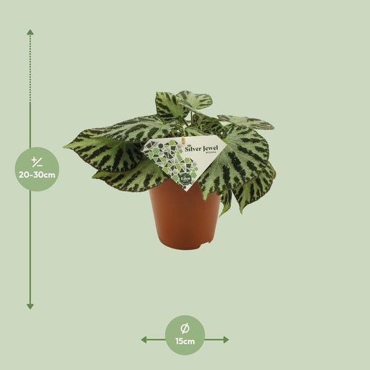 Begonia Silver Jewell – Pflegeleichte Zimmerpflanze Ø15 cm