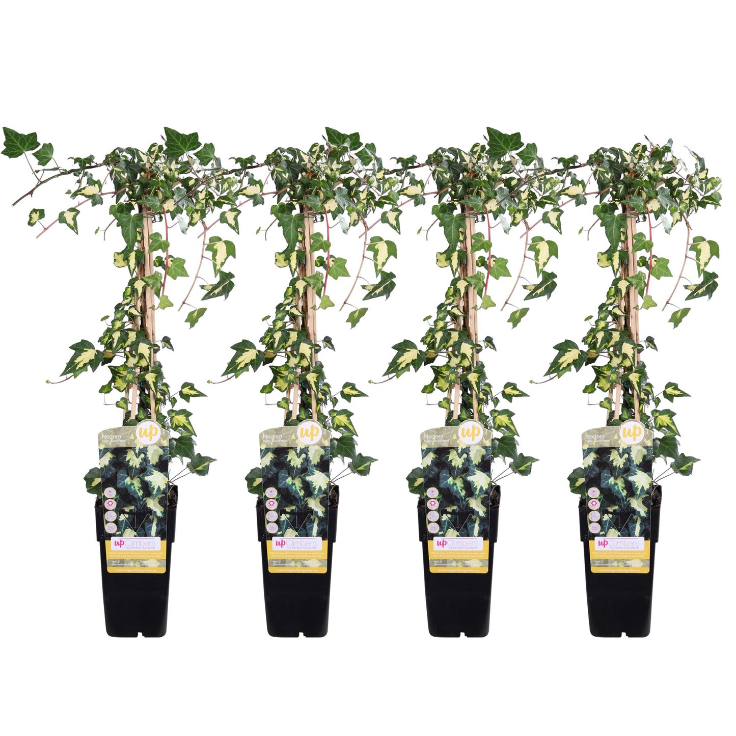 4x Hedera helix 'Goldheart' – pflegeleichter Efeu Ø15cm, 65cm hoch