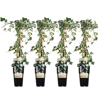 4x Hedera helix 'Goldheart' – pflegeleichter Efeu Ø15cm, 65cm hoch