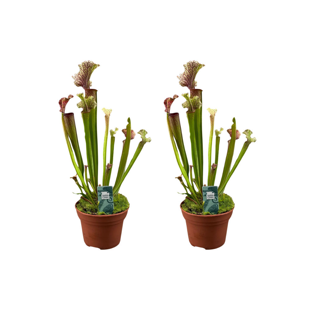 Sarracenia Judith Hindle – 2er-Set, Ø12cm, ca. 30cm Höhe