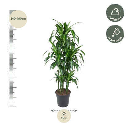 Dracaena Hawaiiana Carrousel – Elegante, pflegeleichte Zimmerpflanze 150 cm