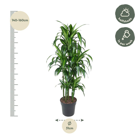 Dracaena Hawaiiana Carrousel – Elegante, pflegeleichte Zimmerpflanze 150 cm