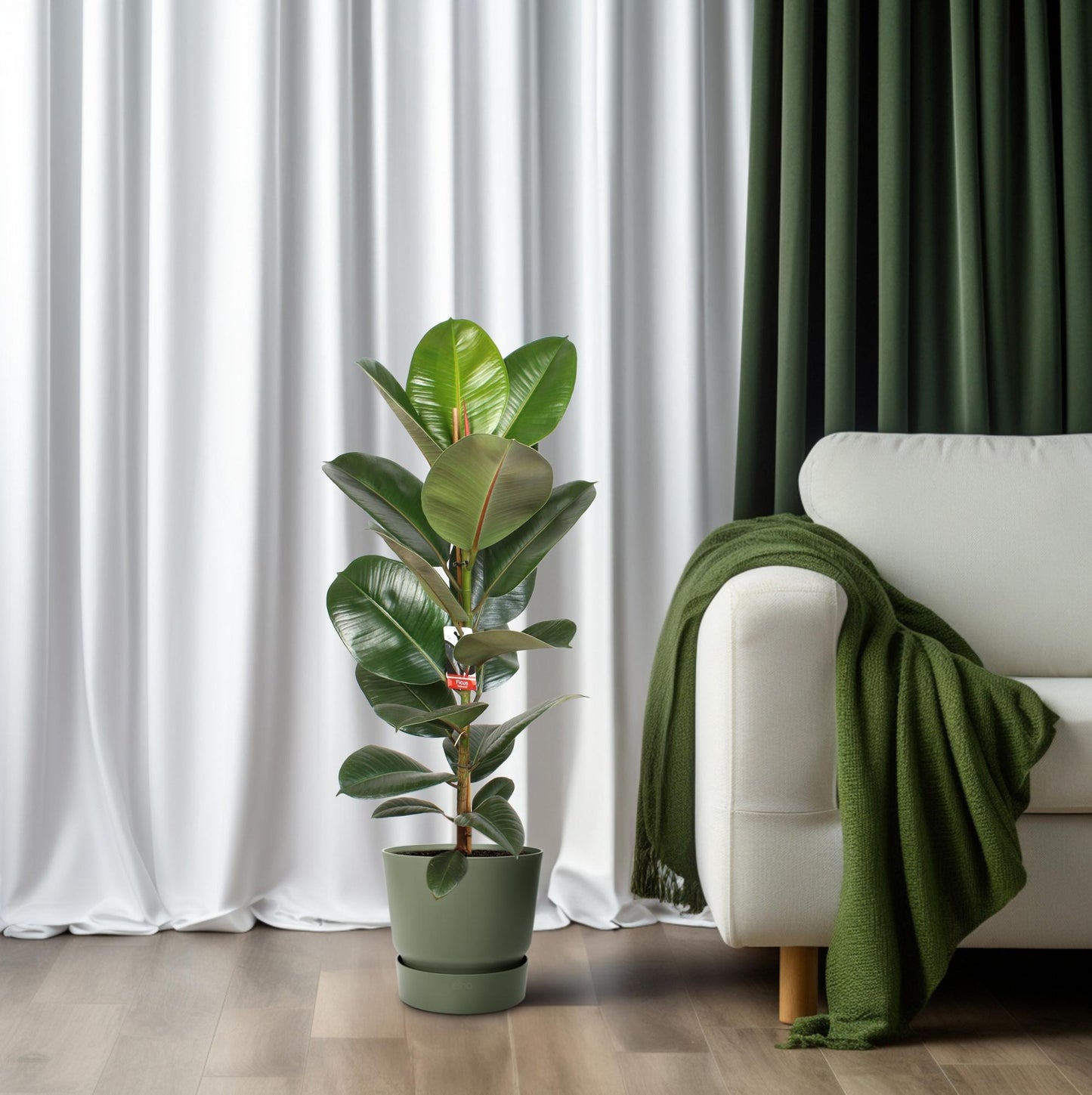 Ficus Elastica Robusta – Pflegeleichter Gummibaum Ø21cm