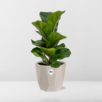 Ficus Lyrata ‘Bambino’ – Pflegeleichter Zimmerbaum 14 cm