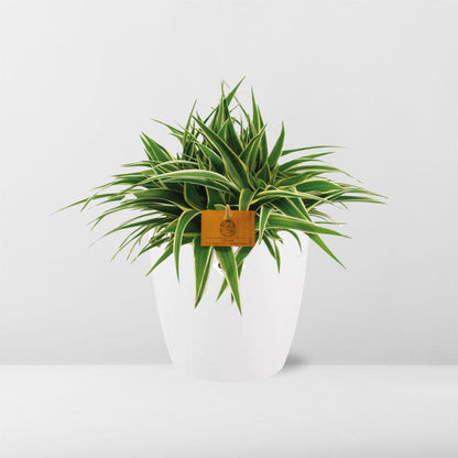 Chlorophytum Ocean 15 cm in ELHO Brussels Topf Weiß
