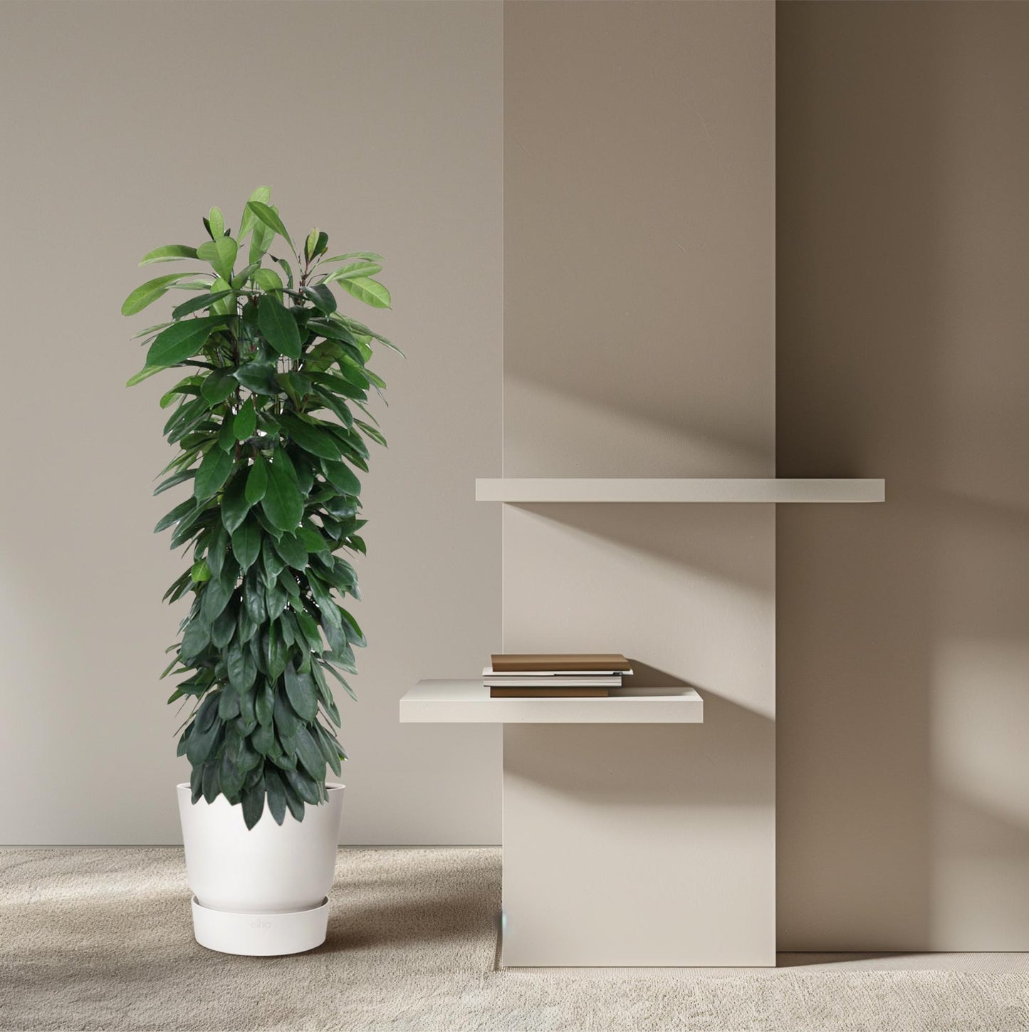 Ficus Cyatistipula – Elegante pflegeleichte Zimmerpflanze 150 cm