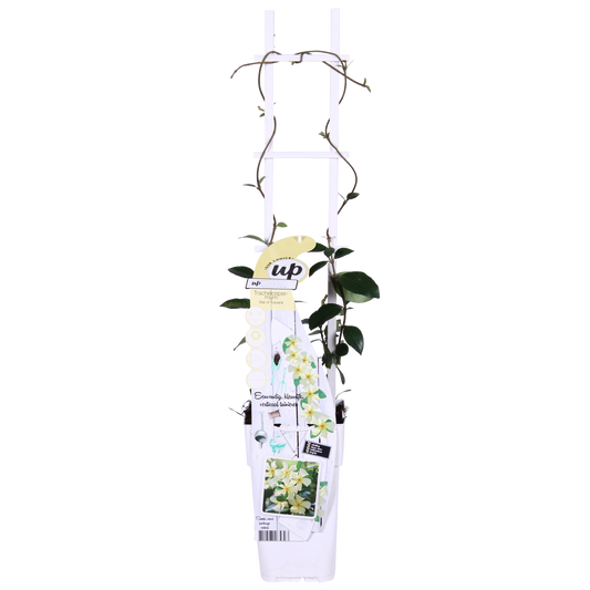 2x Trachelospermum 'Star of Toscana' – Duftende Kletterpflanze Ø15cm