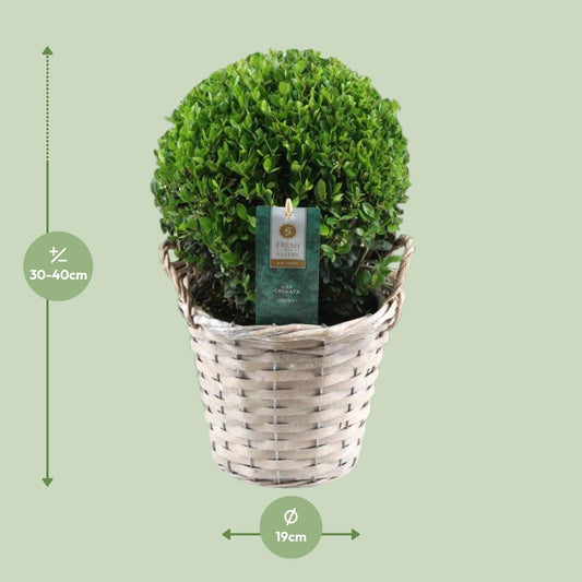 Ilex Crenata 'Jenny'® – Pflegeleichte Stechpalme Ø20cm