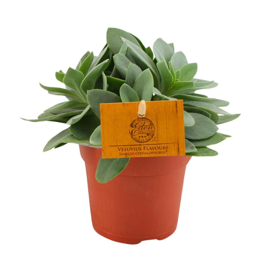 Senecio Cephalophorus – Rubinrote pflegeleichte Sukkulente Ø10,5cm