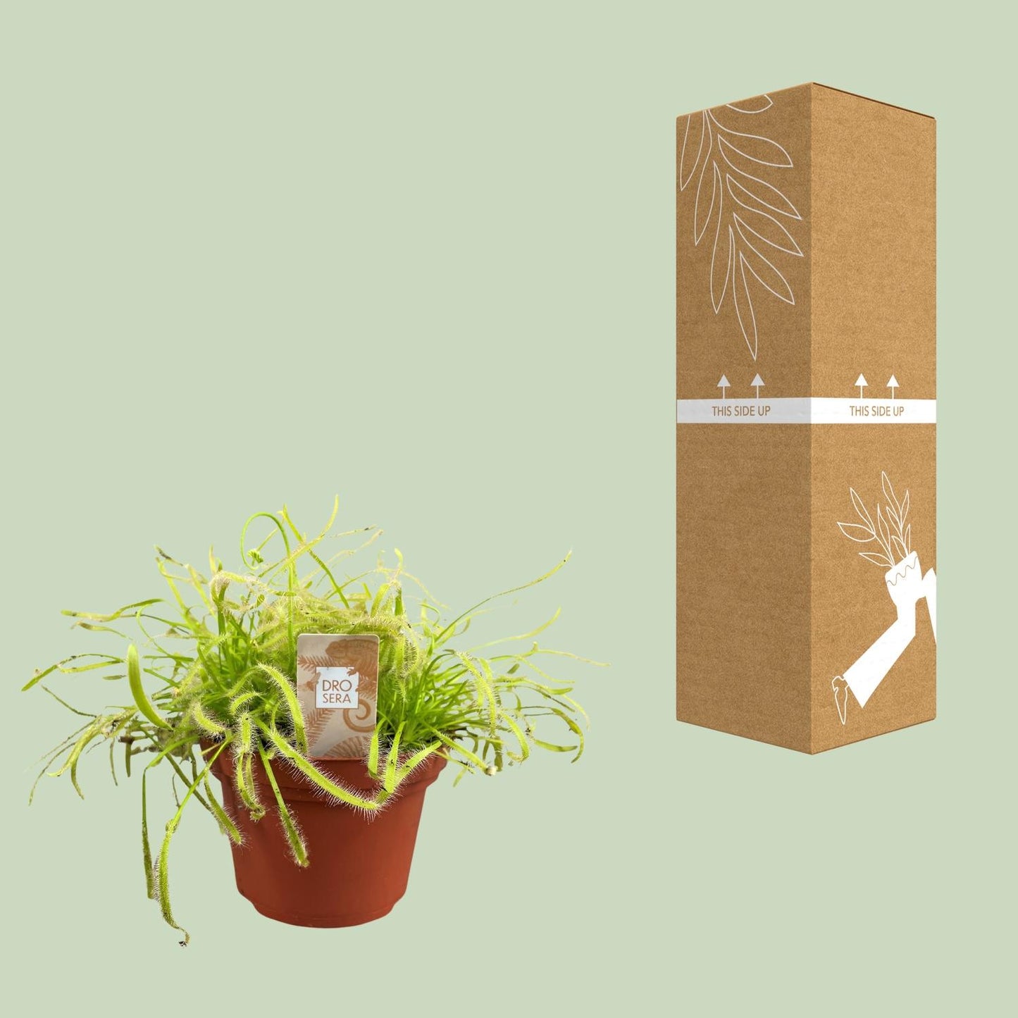 Drosera Capensis - Sonnentau Ø12cm Topf