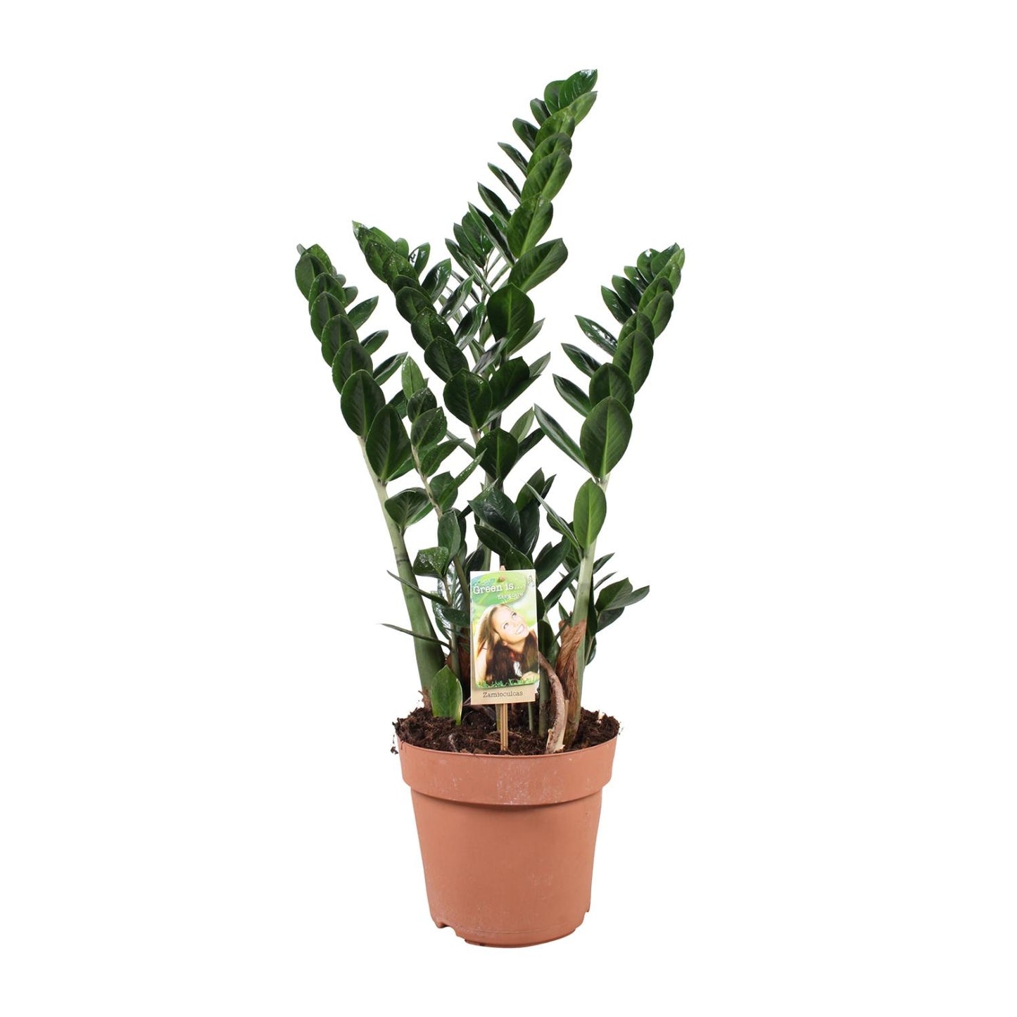 Zamioculcas zamiifolia – pflegeleichte Glücksfeder Ø21cm, 80cm hoch