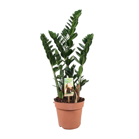 Zamioculcas zamiifolia – pflegeleichte Glücksfeder Ø21cm, 80cm hoch
