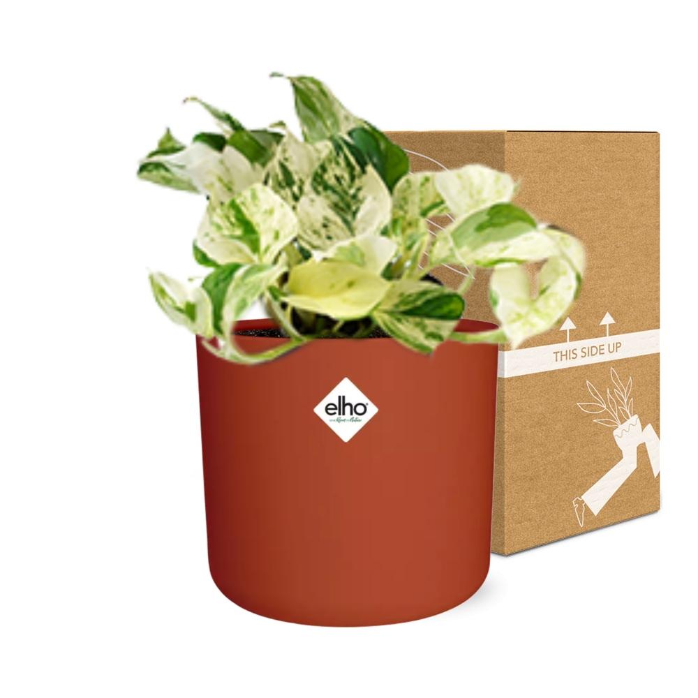 Epipremnum Pinnatum Happy Leaf im ELHO b.for soft Rond 14cm Brique