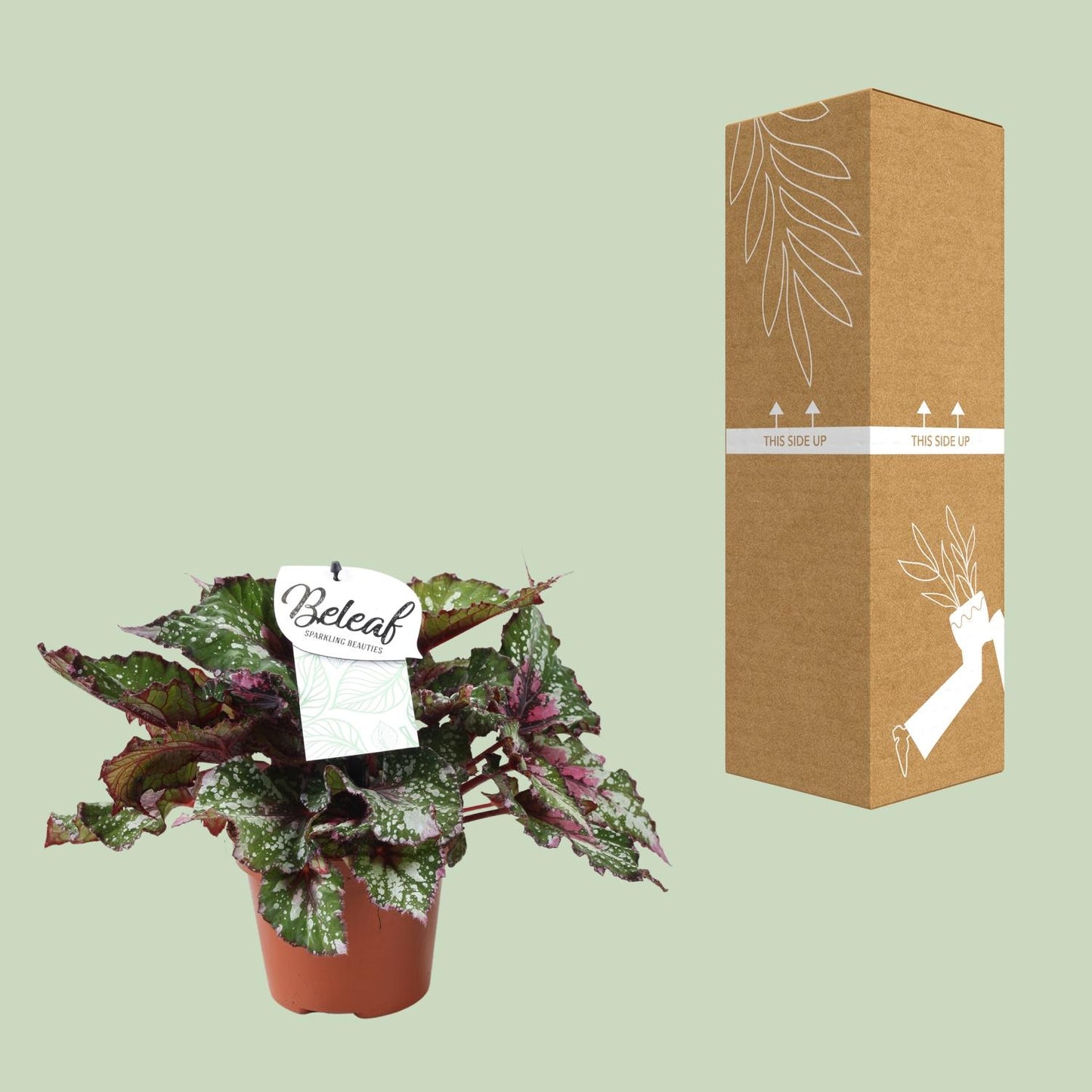 Begonie 'Alaska Creek' – Elegante pflegeleichte Zimmerpflanze Ø17cm
