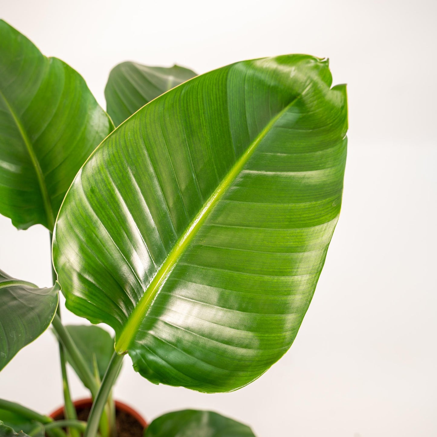 Strelitzia Nicolai Ø19cm – 90cm mit Mayk Gold Topf
