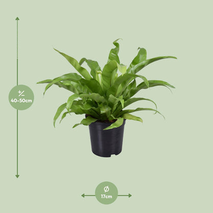 Nestfarn 'Asplenium' – Pflegeleichte Zimmerpflanze 45 cm