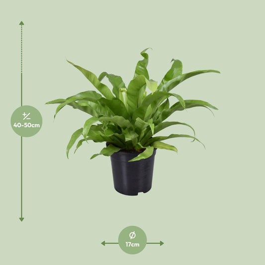 Nestfarn 'Asplenium' – Pflegeleichte Zimmerpflanze 45 cm