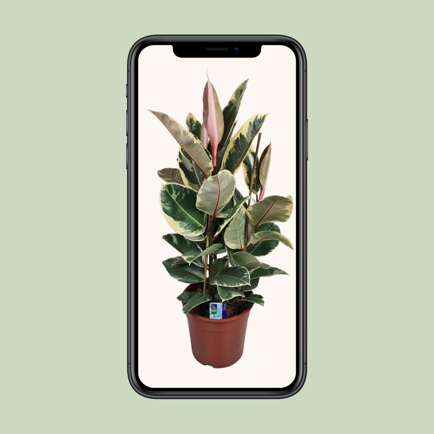 Ficus Elastica Tineke – Pflegeleichte Zimmerpflanze Ø27cm