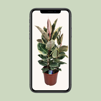 Ficus Elastica Tineke – Pflegeleichte Zimmerpflanze Ø27cm
