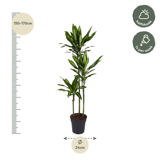 Dracaena Cintho – Pflegeleichte Zimmerpflanze 160 cm