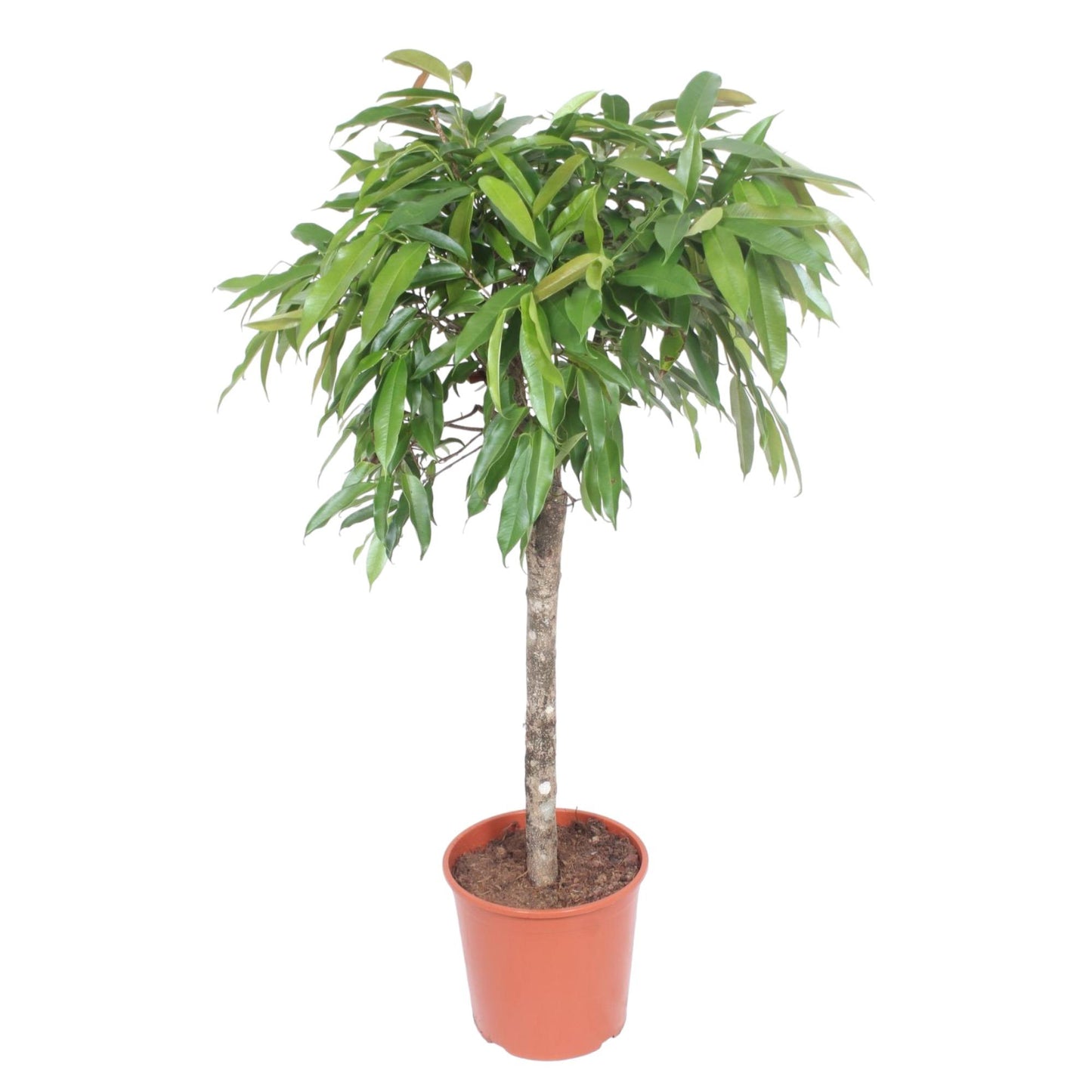 Ficus Amstel King – 130 cm Zimmerpflanze mit geflochtenem Stamm