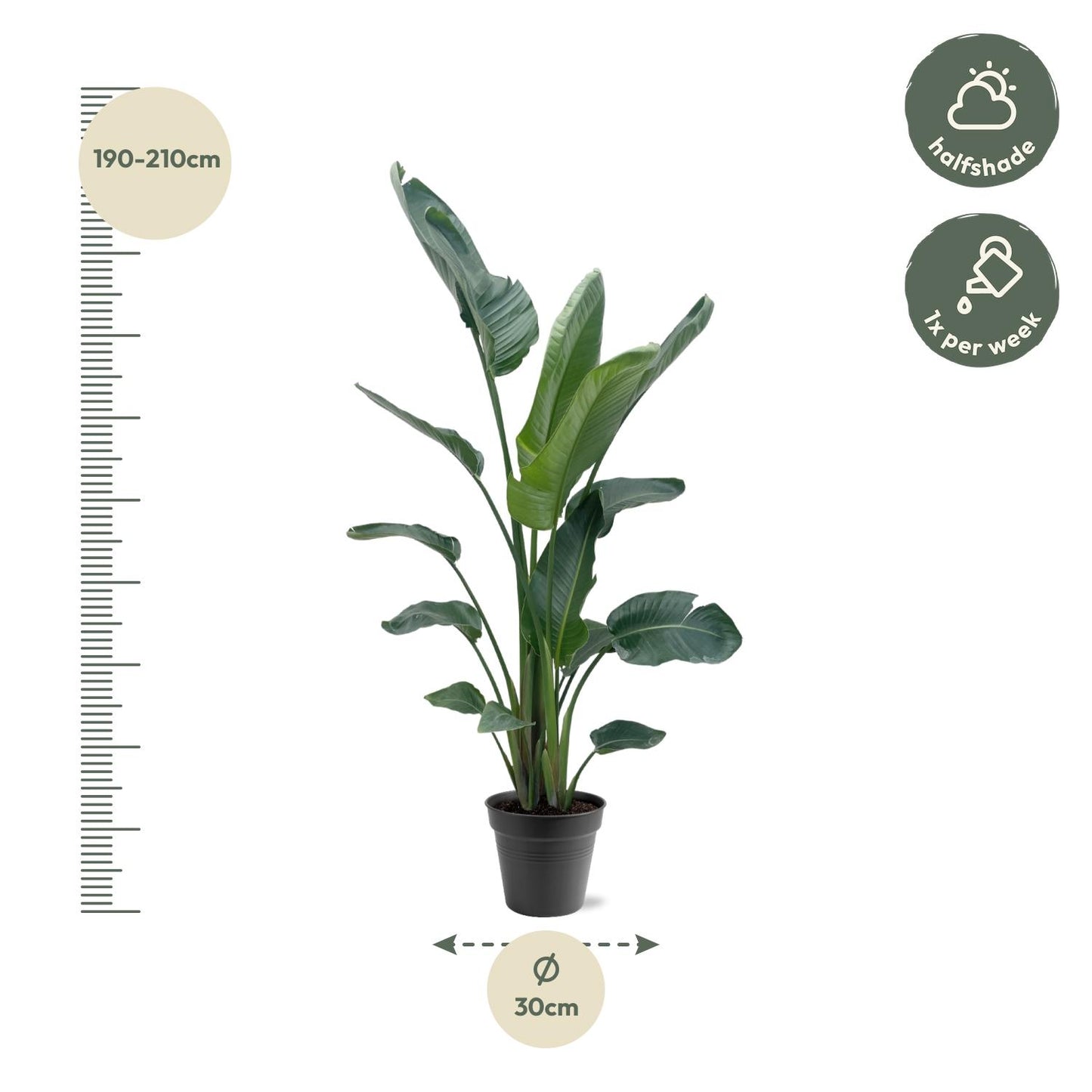 Strelitzia Nicolai XXL – Weißer Paradiesvogel 190-225 cm