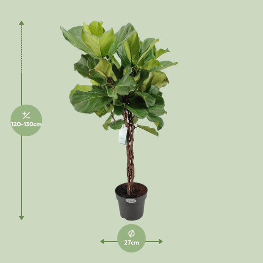 Ficus Lyrata – Trendige und pflegeleichte Zimmerpflanze Ø27cm