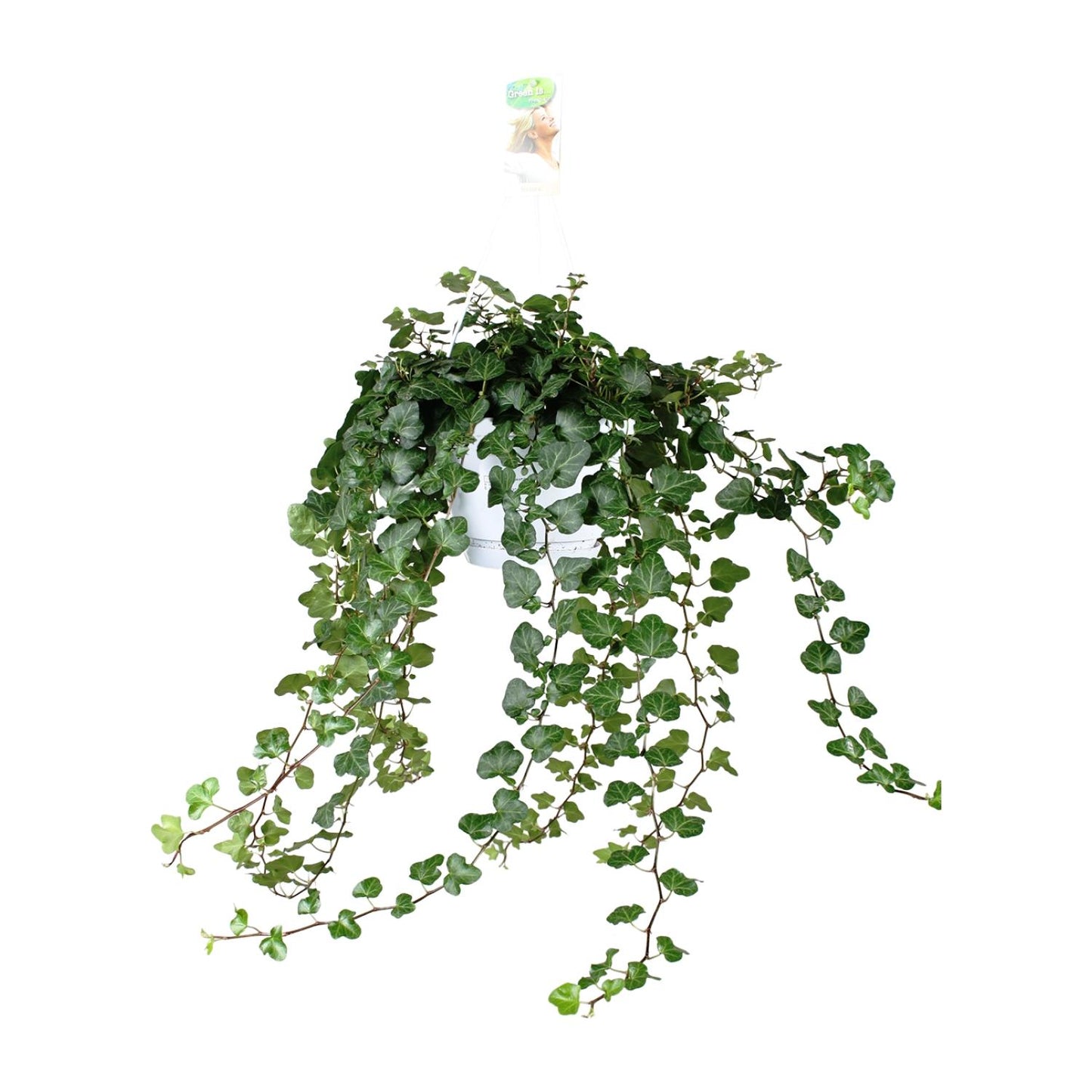 Efeu 'Wonder Green' – Pflegeleichte Kletterpflanze Ø24cm