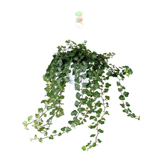 Efeu 'Wonder Green' – Pflegeleichte Kletterpflanze Ø24cm