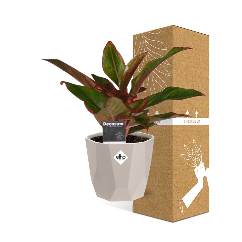 Aglaonema Crete in ELHO b.for rock 14 cm warm grey – Pflegeleichte Luftreiniger-Pflanze