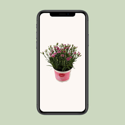 Dianthus Pink Kisses – Pflegeleichte Gartenpflanze Ø17 cm