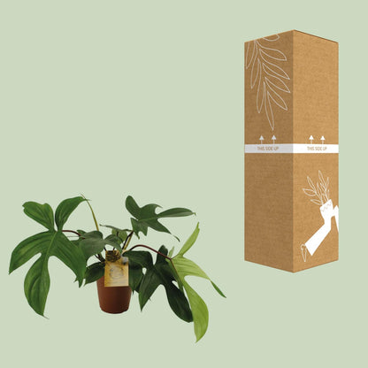 Philodendron Florida Green – Pflegeleichte Zimmerpflanze Ø15 cm