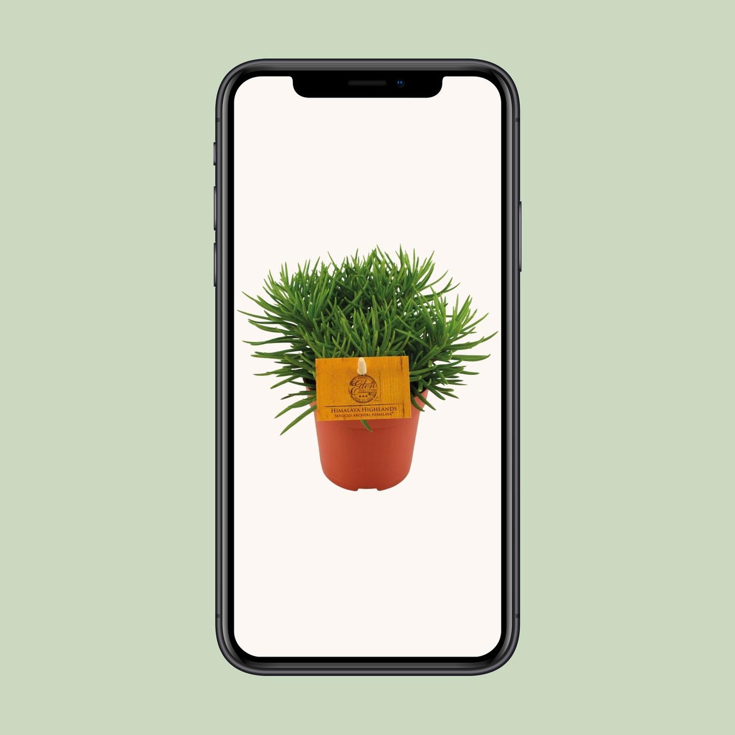 Senecio Himalaya – Pflegeleichte Zimmerpflanze Ø11cm