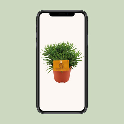 Senecio Himalaya – Pflegeleichte Zimmerpflanze Ø11cm