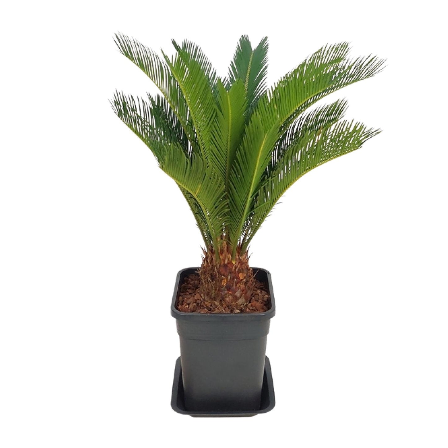 Cycas Revoluta – Pflegeleichte Farne-Palme Ø21cm