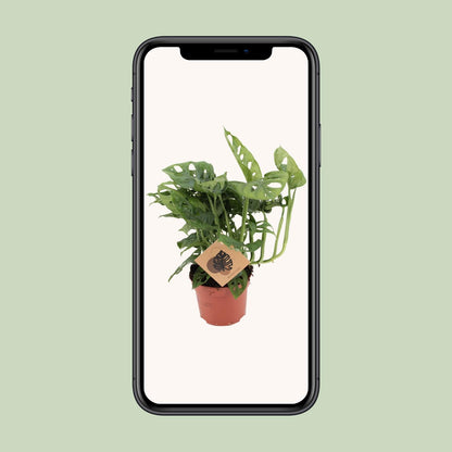 Monstera Monkey Leaf – Pflegeleichte Tropische Zimmerpflanze Ø12cm
