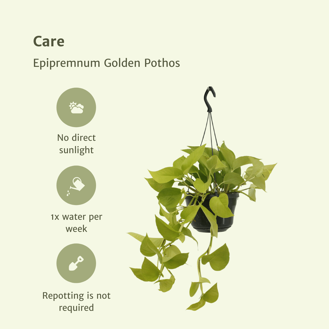 Epipremnum Golden Pothos (Scindapsus) – 2er-Set Ø15cm