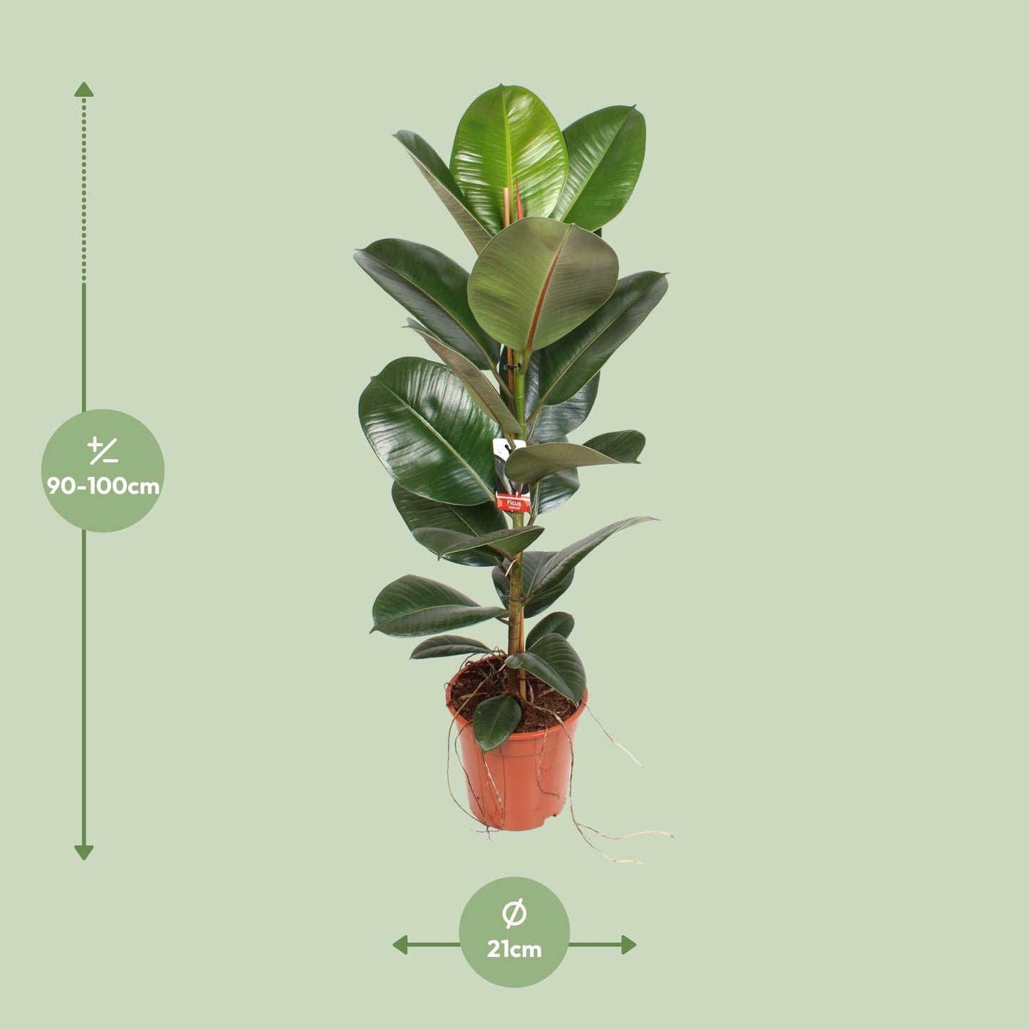 Ficus Elastica Robusta – Pflegeleichter Gummibaum Ø21cm, 95cm hoch