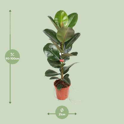 Ficus Elastica Robusta – Pflegeleichter Gummibaum Ø21cm, 95cm hoch