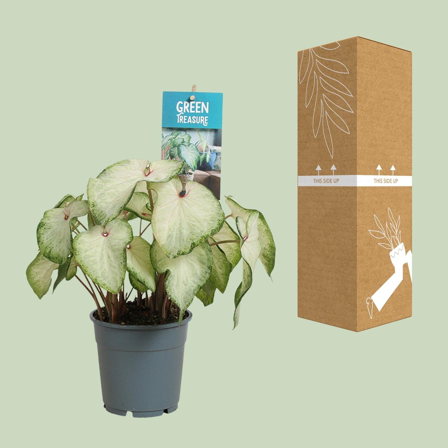 Caladium White Delight – Tropische Engelsflügel Ø12 cm