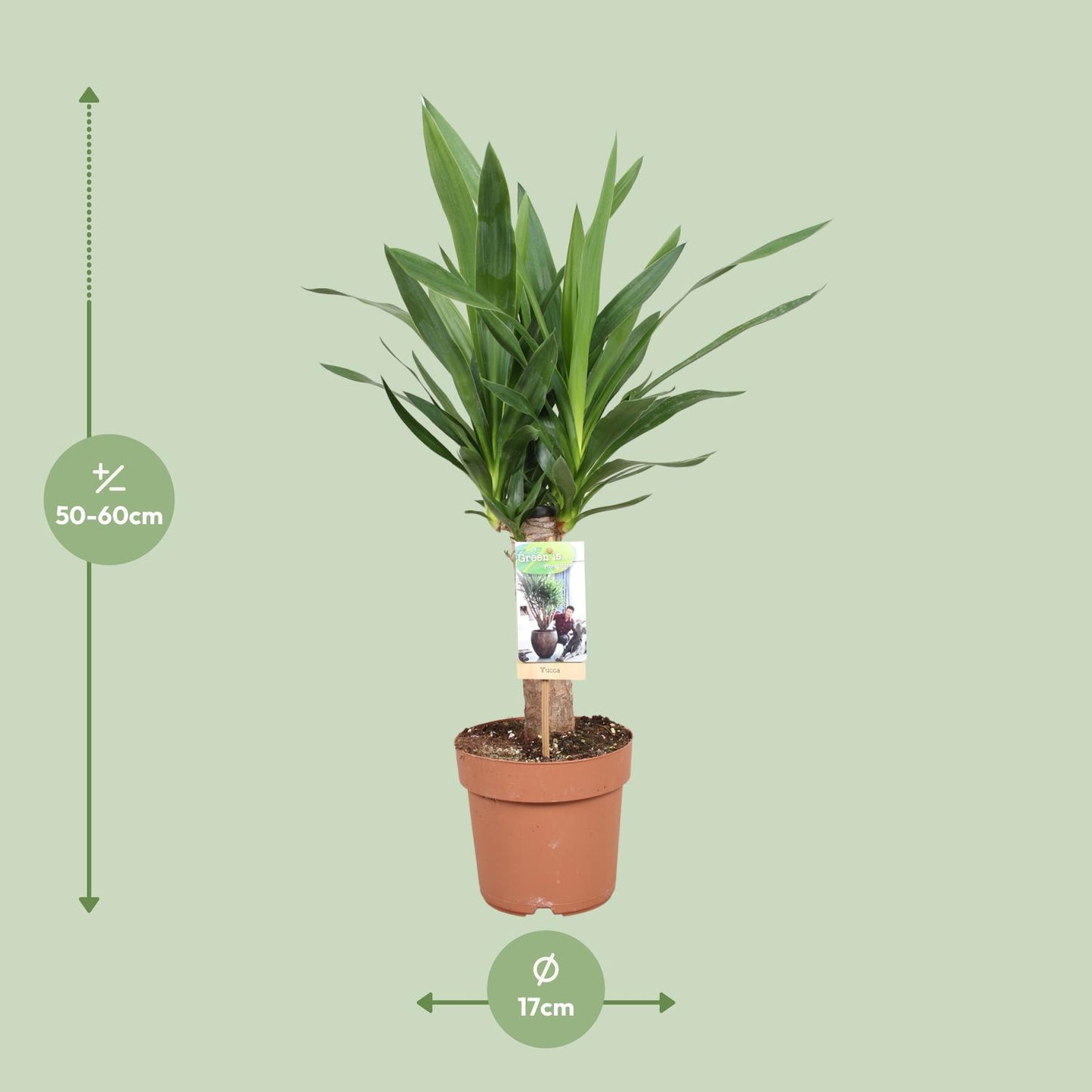 Yucca Elephantipes Ø17cm – Pflegeleichte Zimmerpflanze bis 60cm